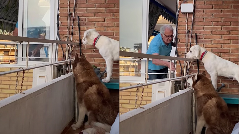 Άνδρας ταΐζει τα σκυλιά του γείτονα από το μπαλκόνι 