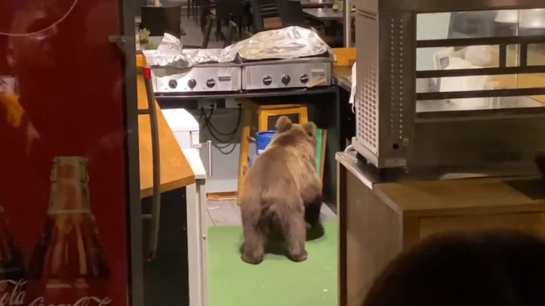 Αρκούδα επισκέπτεται ξενοδοχείο