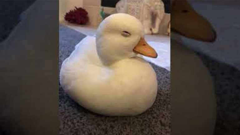 Πάπια κοιμάται όρθια