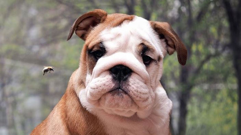 Τι να κάνουμε εάν τσιμπήσει τον σκύλο μας μέλισσα