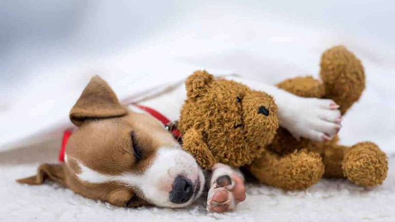 Πόσες ώρες τη μέρα πρέπει τελικά να κοιμάται ο σκύλος μου;