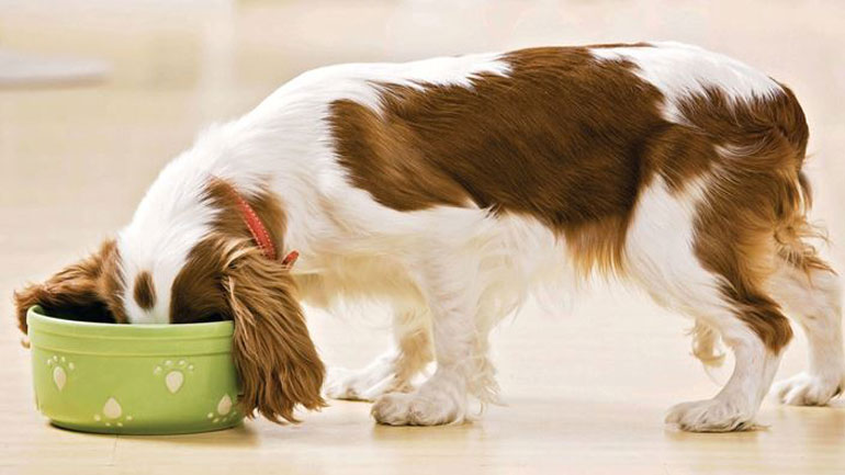 Δέκα τροφές που είναι τοξικές για τον σκύλο σας