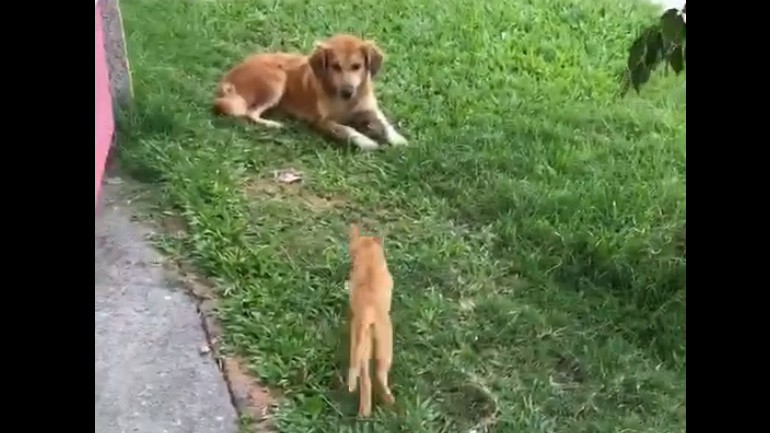 Γατάκι επιτίθεται σε  σκυλί