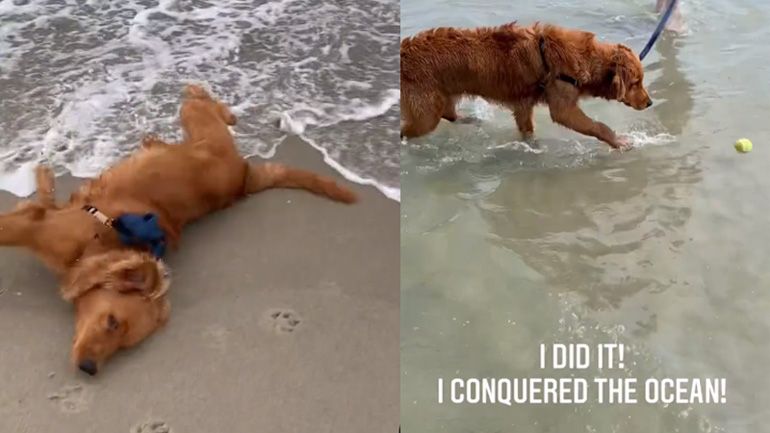 Σκύλος ξεπερνά τη φοβία του