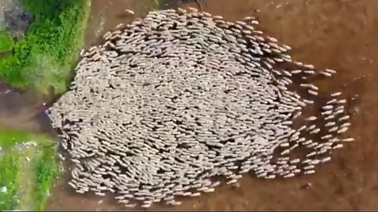 Κοπάδι προβάτων από ψηλά