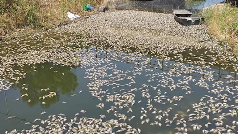 Βόνιτσα: Χιλιάδες νεκρά ψάρια στη διώρυγα της Κλεοπάτρας