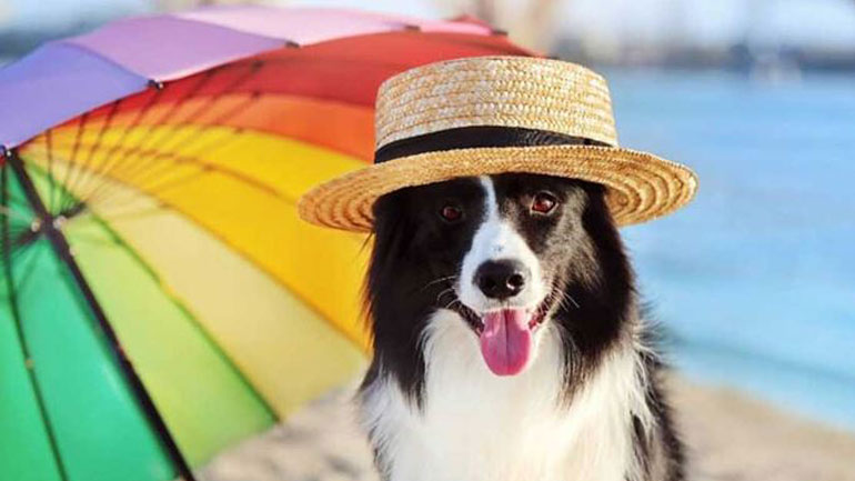 Η pet editor σας εξηγεί πώς θα κρατήσετε τον σκύλο σας δροσερό αυτό το καλοκαίρι Η pet editor σας εξηγεί πώς θα κρατήσετε τον σκύλο σας δροσερό αυτό το καλοκαίρι