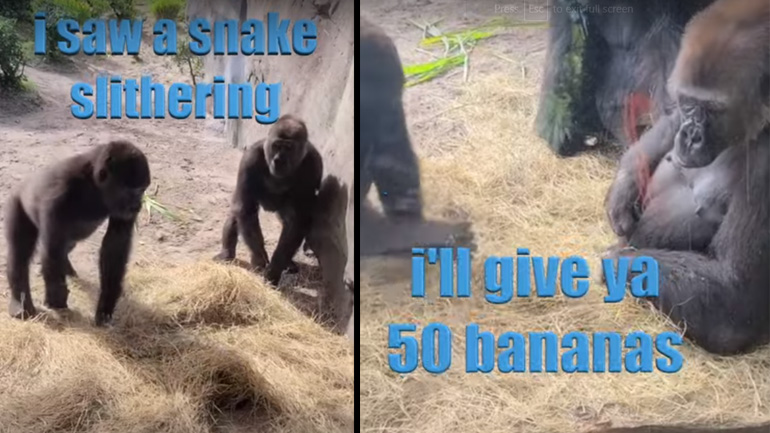 «Θα σου δώσω 50 μπανάνες αν φιλήσεις το φίδι»