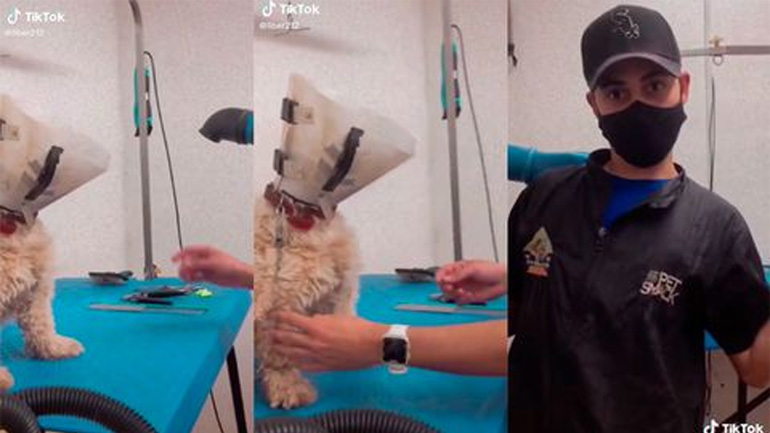 Ο σκύλος είναι ο Flash