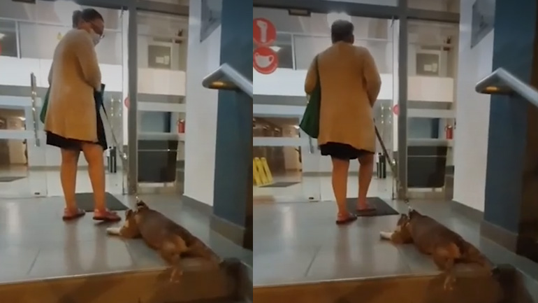 Ο σκύλος αρνείται να μπει στο σπίτι μετά τη βόλτα