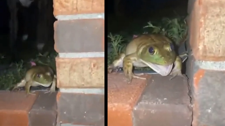 Η άμυνα του βάτραχου