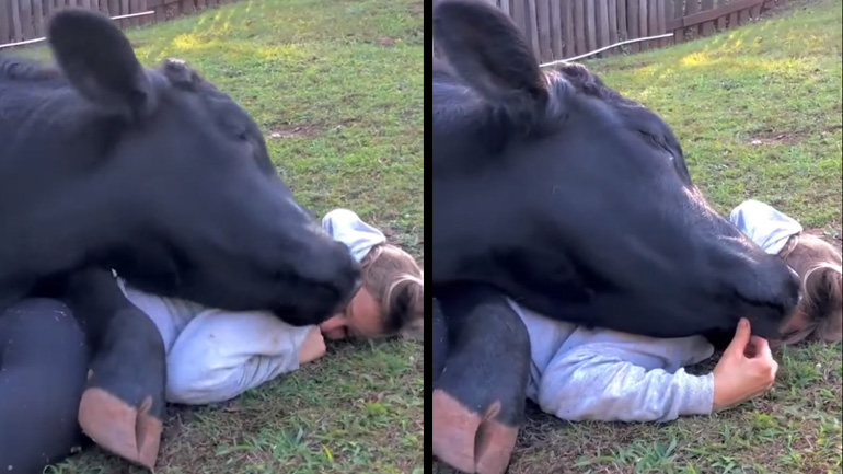 Η αγελάδα κάνει αγκαλιές με τη φίλη της