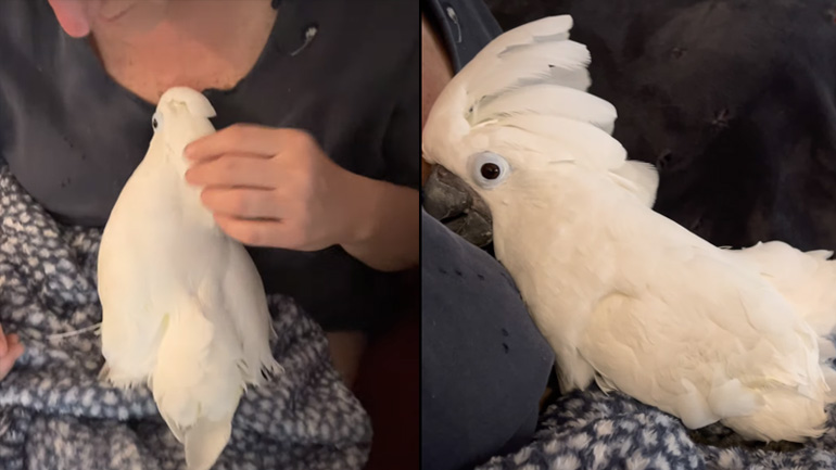 Παπαγαλίνα γεννά στην αγκαλιά της ιδιοκτήτριάς της Παπαγαλίνα γεννά στην αγκαλιά της ιδιοκτήτριάς της