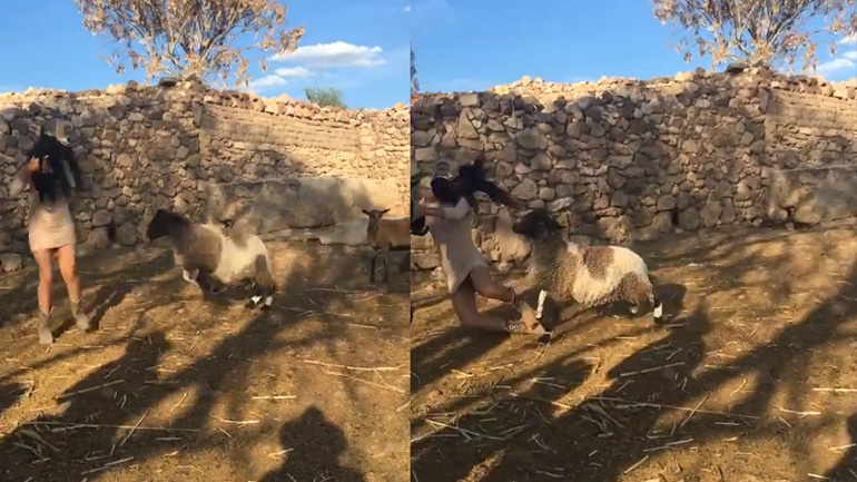 Η γυναίκα πήρε αγκαλιά το αρνάκι