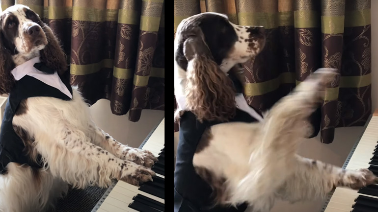 Ο σκύλος παίζει πιάνο
