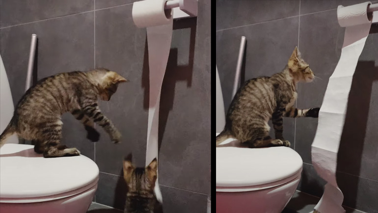 Οι γάτες κάνουν τη «χαρτούρα»