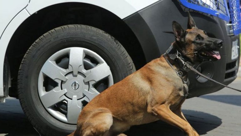 Έκρυβε την κάνναβη στο σασί του αυτοκινήτου αλλά την… μύρισε ο αστυνομικός σκύλος Έκρυβε την κάνναβη στο σασί του αυτοκινήτου αλλά την… μύρισε ο αστυνομικός σκύλος