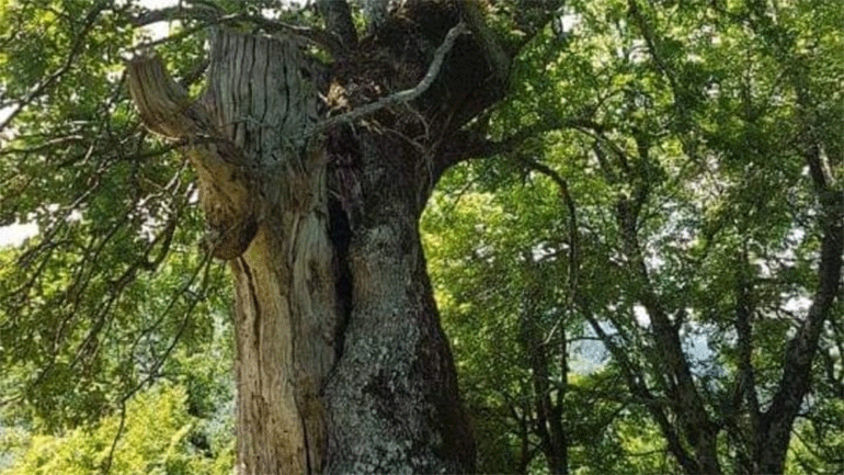 Το αρχαιότερο τραγούδι στον κόσμο θα ακουστεί στις αιωνόβιες βελανιδιές της Κούπας