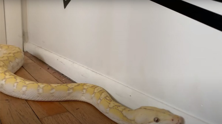 Αυστρία: Τον δάγκωσε πύθωνας που βγήκε από τη λεκάνη της τουαλέτας