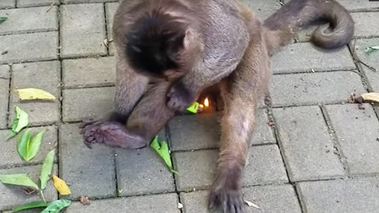 Μαϊμού παίζει με έναν αναπτήρα