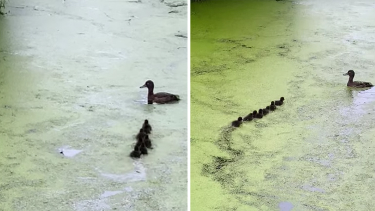 Πάπια παίζει κρυφτό με τα παπάκια της