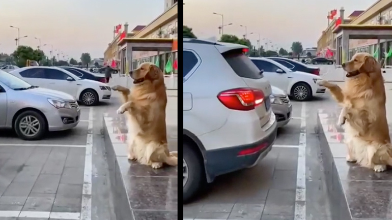 Σκύλος-αισθητήρας παρκαρίσματος Σκύλος-αισθητήρας παρκαρίσματος
