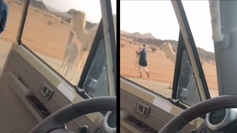 Πώς θα αναγκάσετε μια καμήλα να φύγει από τον δρόμο;