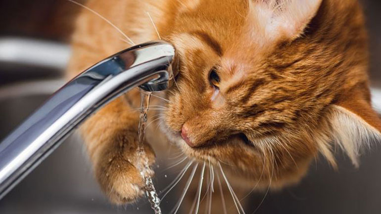 Πώς θα καταλάβετε αν η γάτα σας δεν πίνει αρκετό νερό