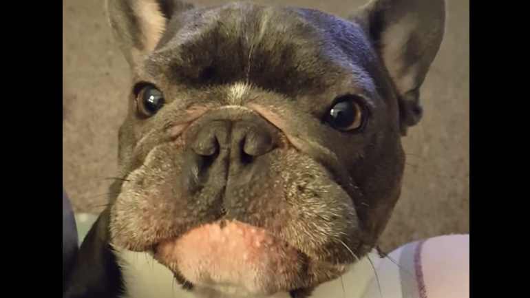 Σκύλος μιμείται ένα αγωνιστικό αυτοκίνητo