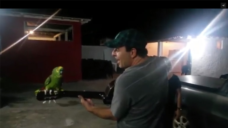 Ντουέτο με παπαγάλο