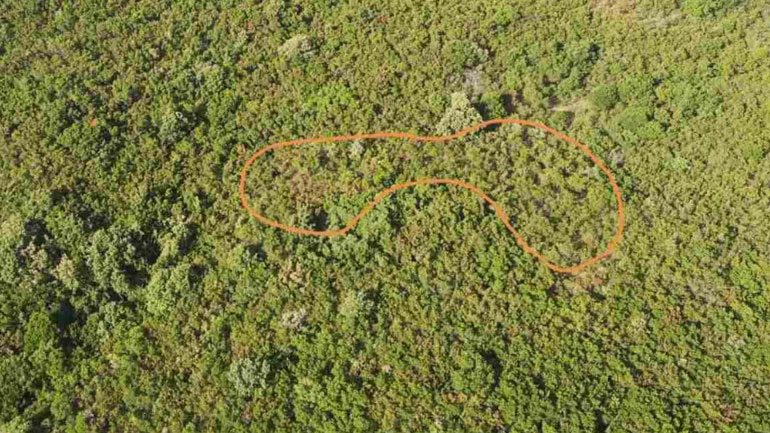 Εντοπίστηκε μεγάλη χασισοφυτεία στην ορεινή Ναυπακτία – Τρεις συλλήψεις