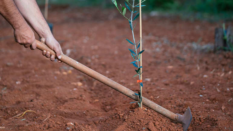 Το φύτεμα νέων δέντρων θα αυξήσει τις καλοκαιρινές βροχές και στη νότια Ευρώπη