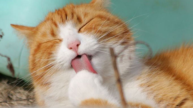 Τι να κάνετε εάν η γάτα σας έχει τριχόμπαλες