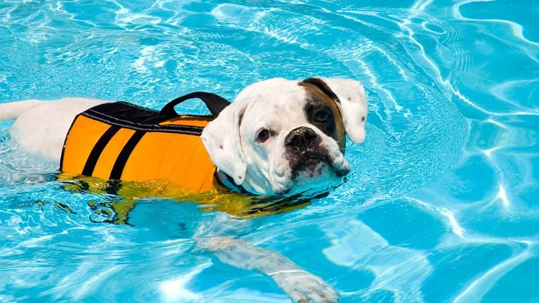 Αυτοί είναι οι σκύλοι που αγαπούν πολύ το νερό και την κολύμβηση