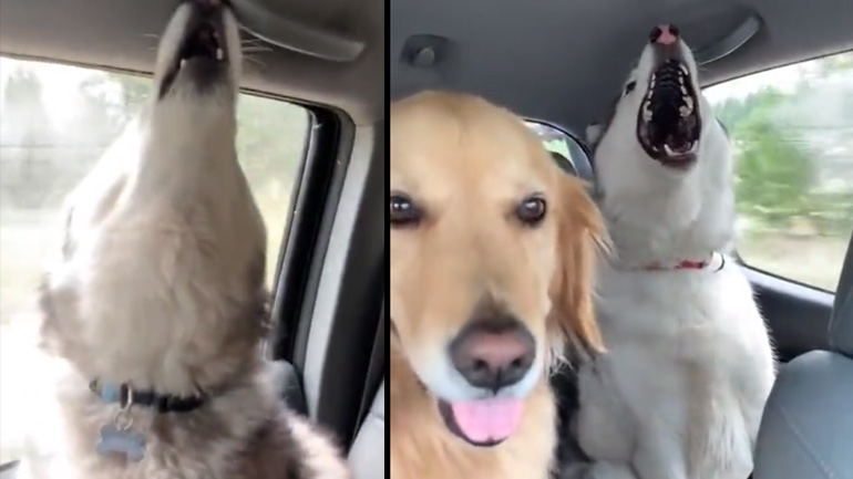 Ταξιδεύοντας με δύο χάσκι και ένα Golden Retriever 