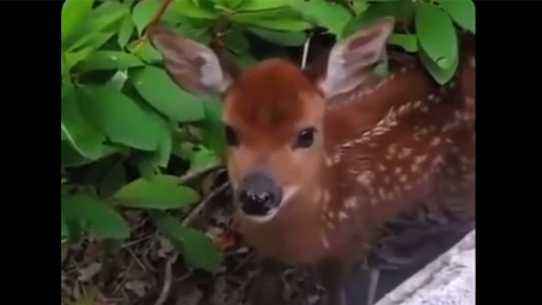 Πού είναι η μαμά σου;
