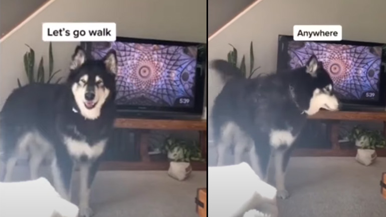 Ο σκύλος θέλει βόλτα