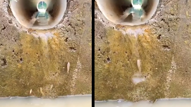 Ψάρια «σκαρφαλώνουν» αντίθετα στη ροή του νερού