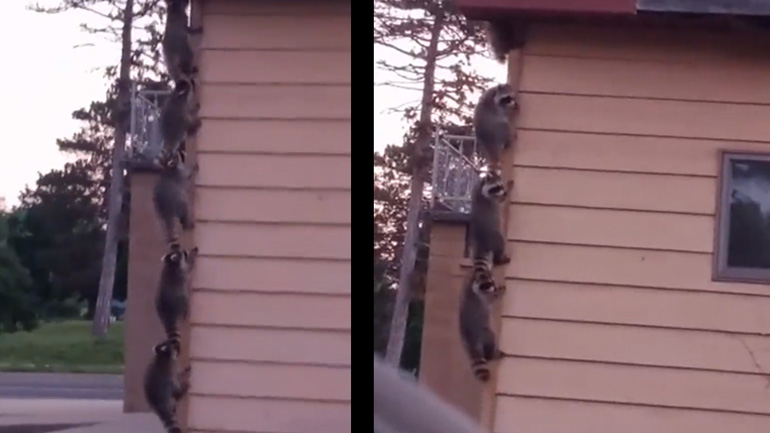 Συμμορία ρακούν εισβάλλει σε σπίτι