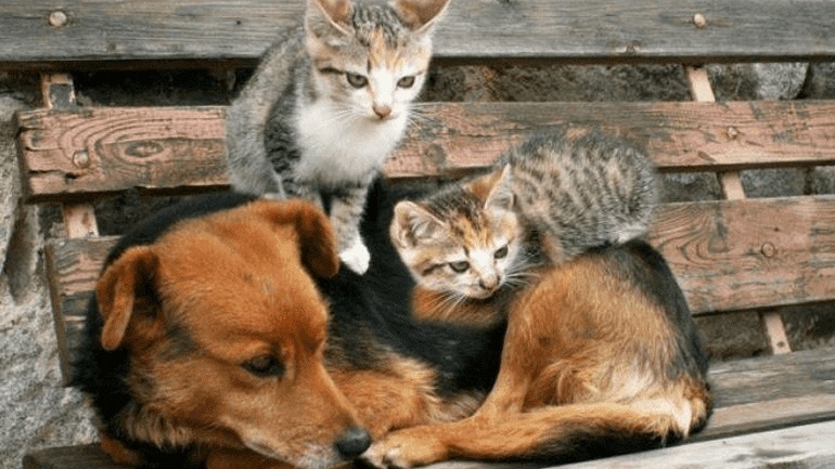 Ηράκλειο: Κίνητρα για υιοθεσία αδέσποτων ζώων από τον δήμο