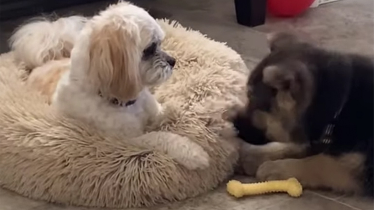 O νέος συγκάτοικος δεν είναι ευπρόσδεκτος