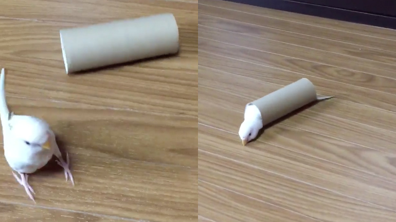 O παπαγάλος βρήκε νέο παιχνίδι