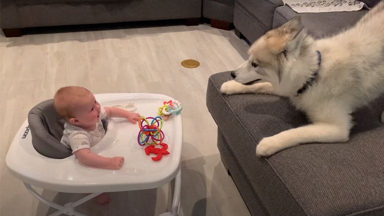 Χάσκι προκαλεί το μωρό για παιχνίδι