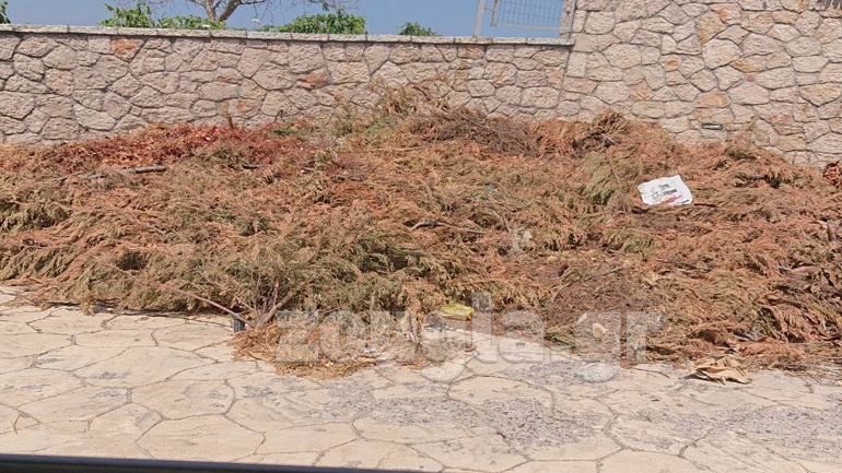 Παρατημένοι κορμοί και κλαδιά, πιθανές εστίες ανάφλεξης, στο πευκοδάσος του Καλάμου