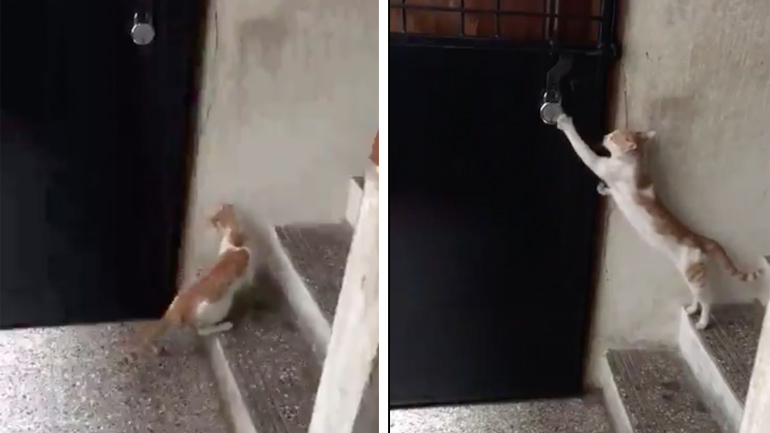 Η γάτα είναι διακριτική 