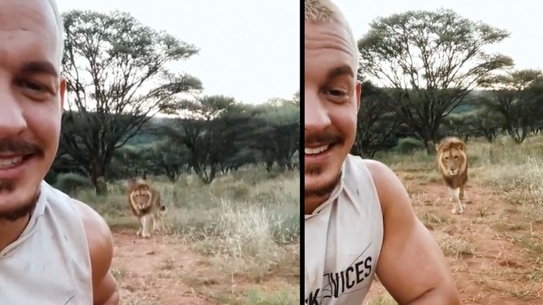 Ποτέ μην γυρίζετε την πλάτη σε ένα λιοντάρι Ποτέ μην γυρίζετε την πλάτη σε ένα λιοντάρι