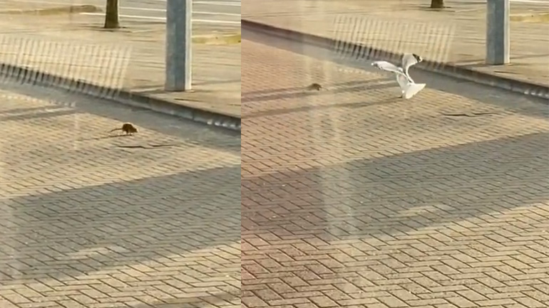 Αρουραίος εναντίον γλάρου