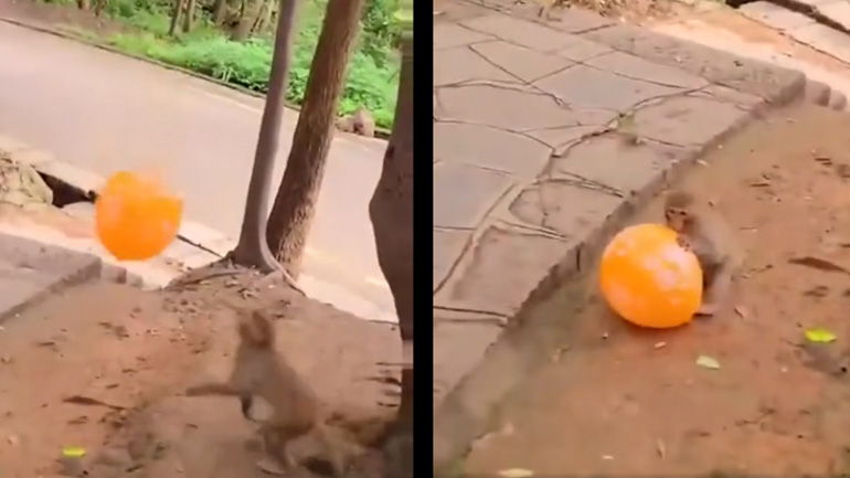 Μαϊμού διασκεδάζει με ένα μπαλόνι