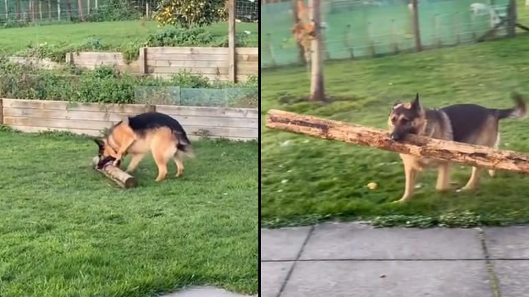 Φέρε το ξύλο!