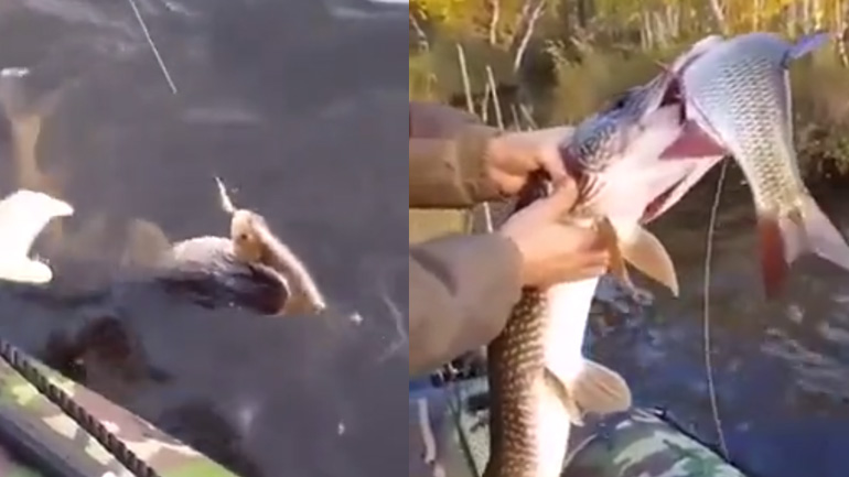 Δύο ψάρια ένας γάντζος